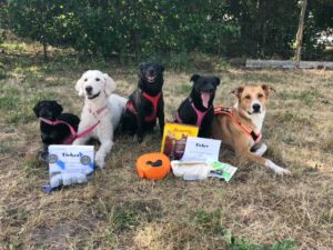 Gewinner Agility 2019