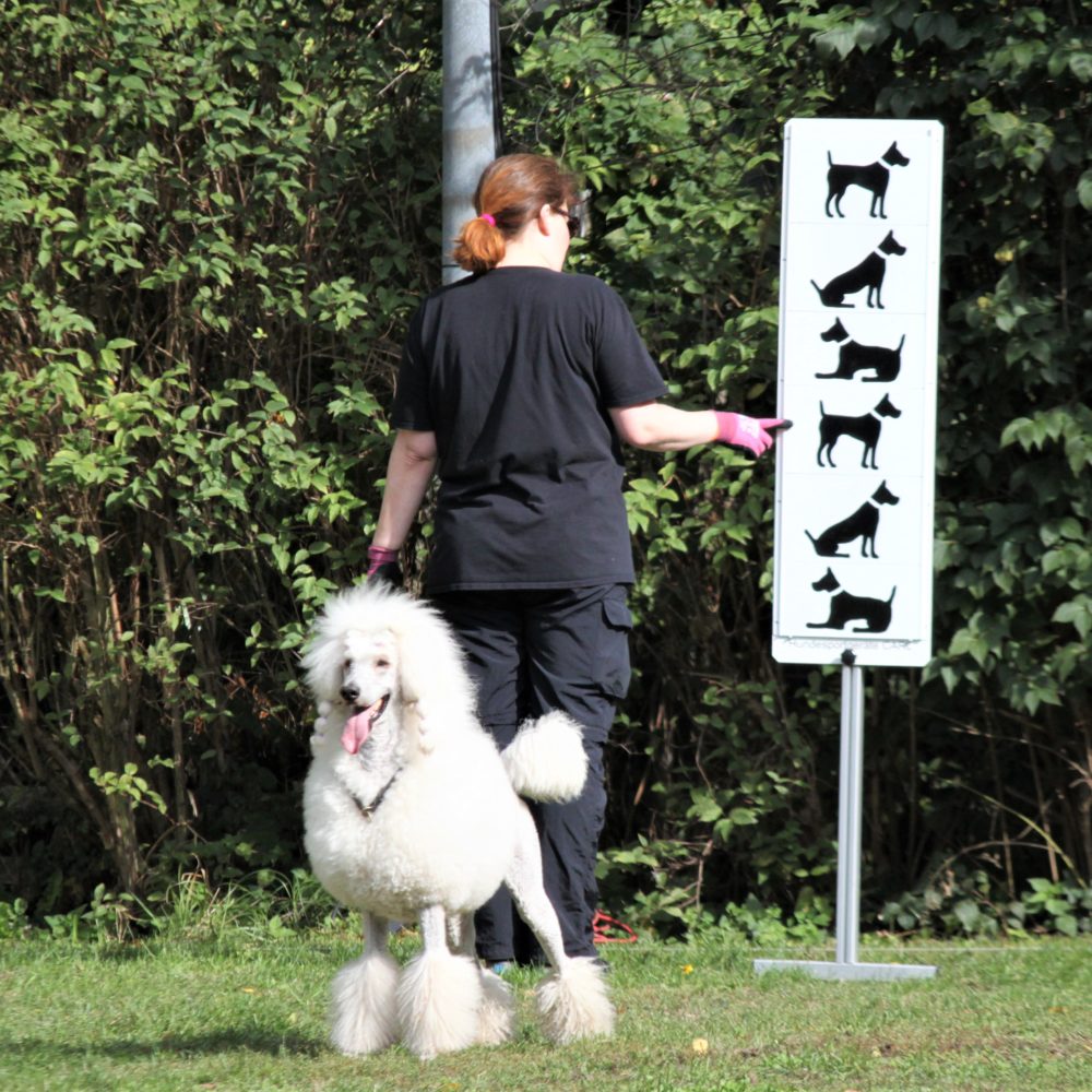 Fotos der LM Obedience 2020