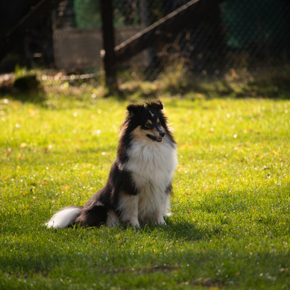 Begleithundeprüfung 2020 Bilder