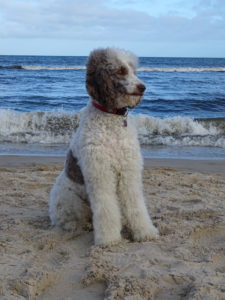 Lotti